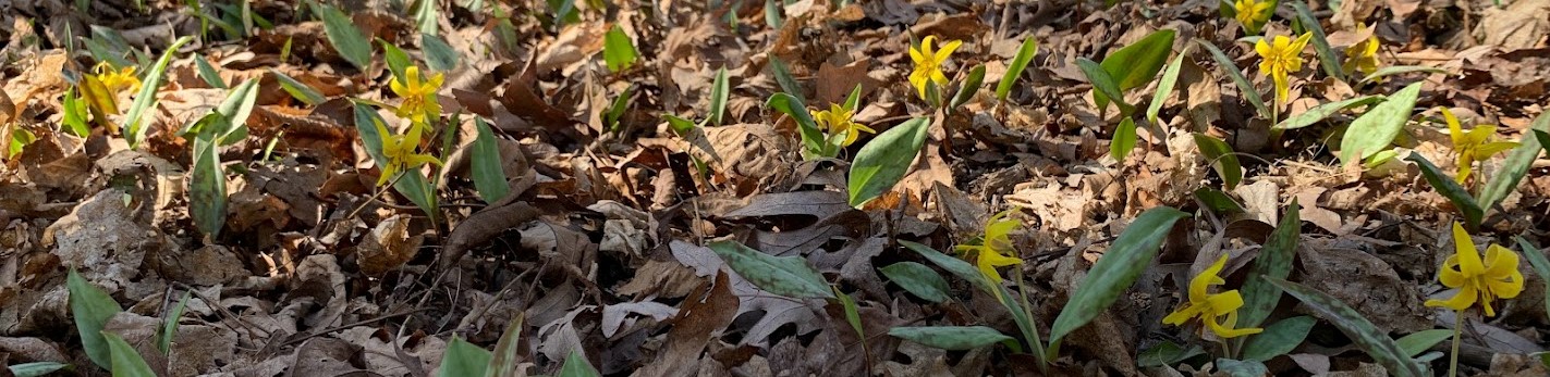 Friends of Greenview and Pioneer Nature Area