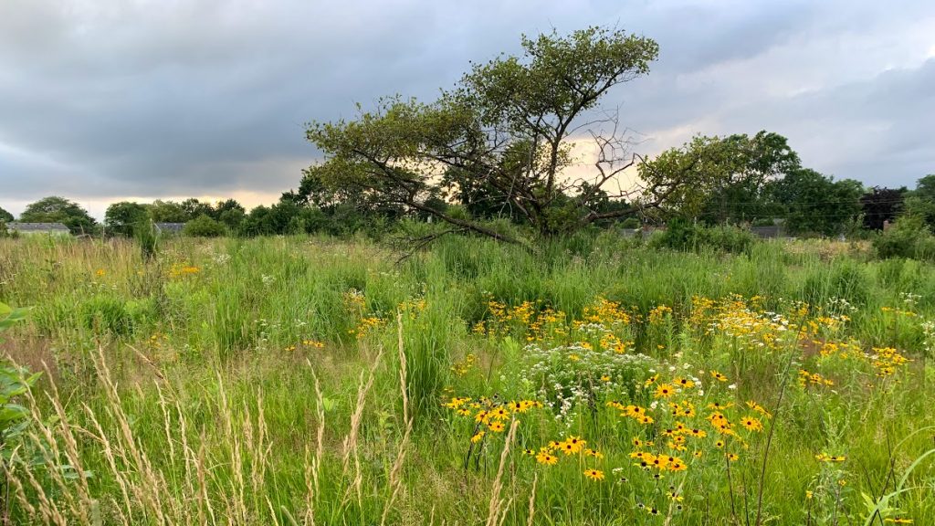 Blooming prairie black eyed susan and yarrow