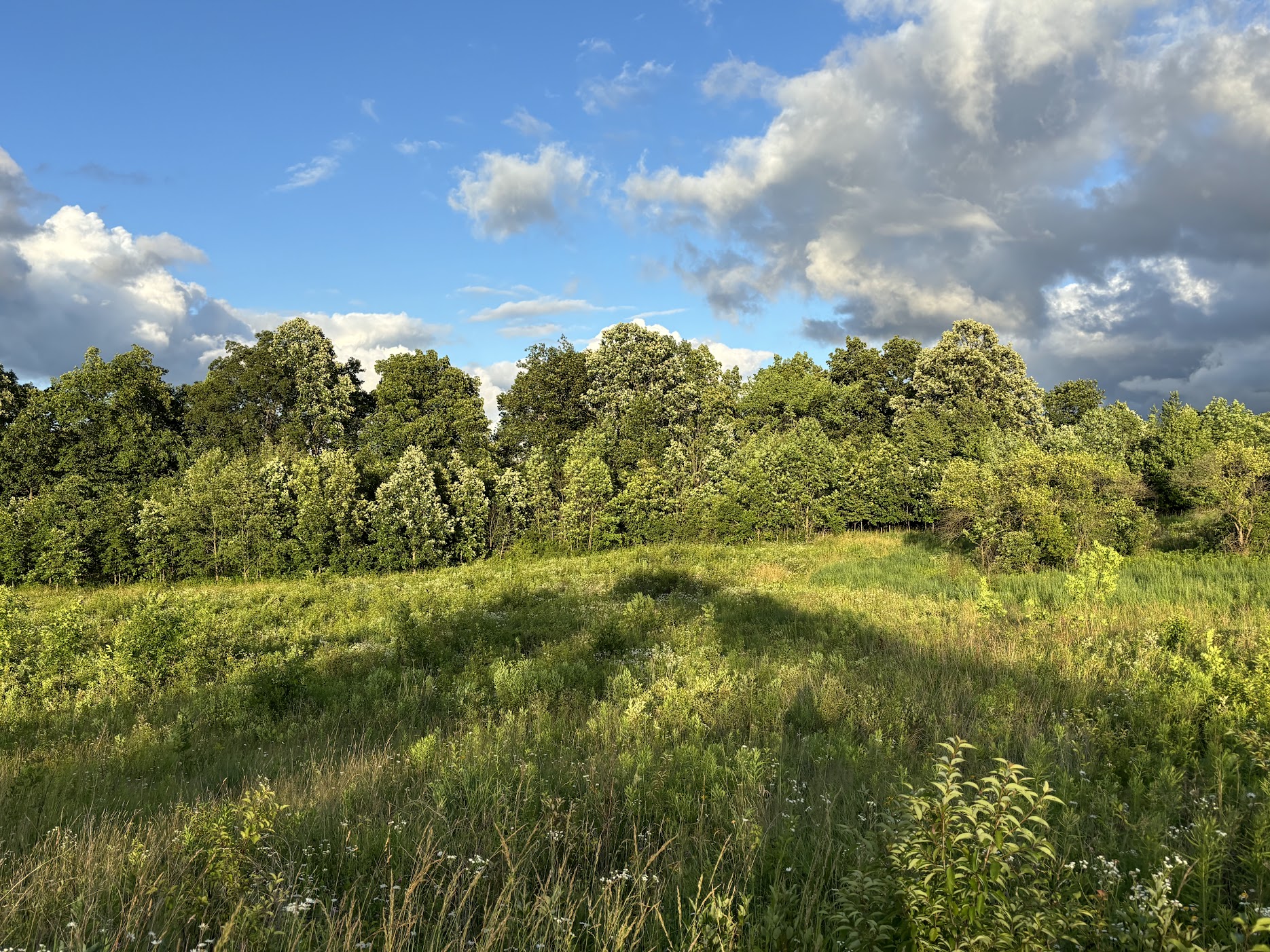 Local Trees Planting Native Trees - Friends of Greenview and Pioneer Nature Area
