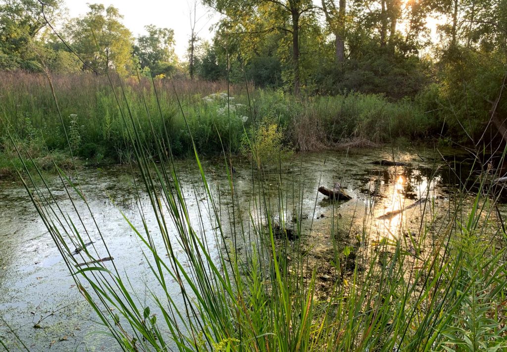 Pond Wetland Frog Meadow Friends Of Greenview And Pioneer Nature Area   Canal2 1 1024x711 