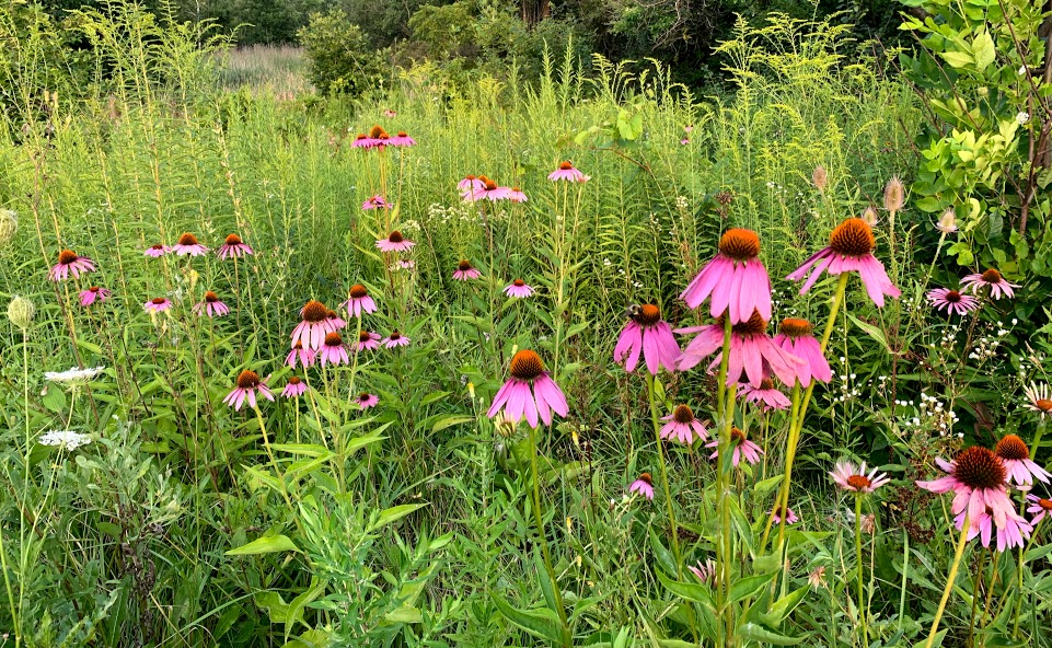 blooming prairie with purple coneflowers 