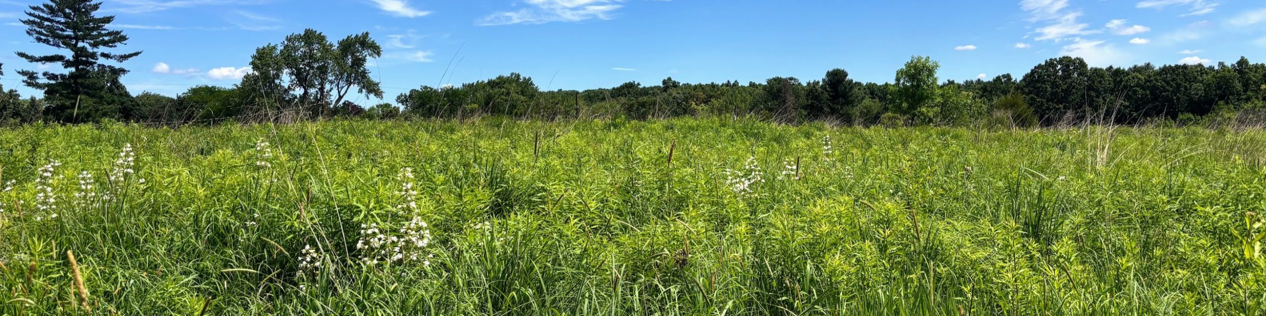Friends of Greenview and Pioneer Nature Area