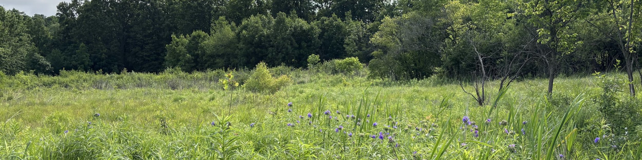 Friends of Greenview and Pioneer Nature Area