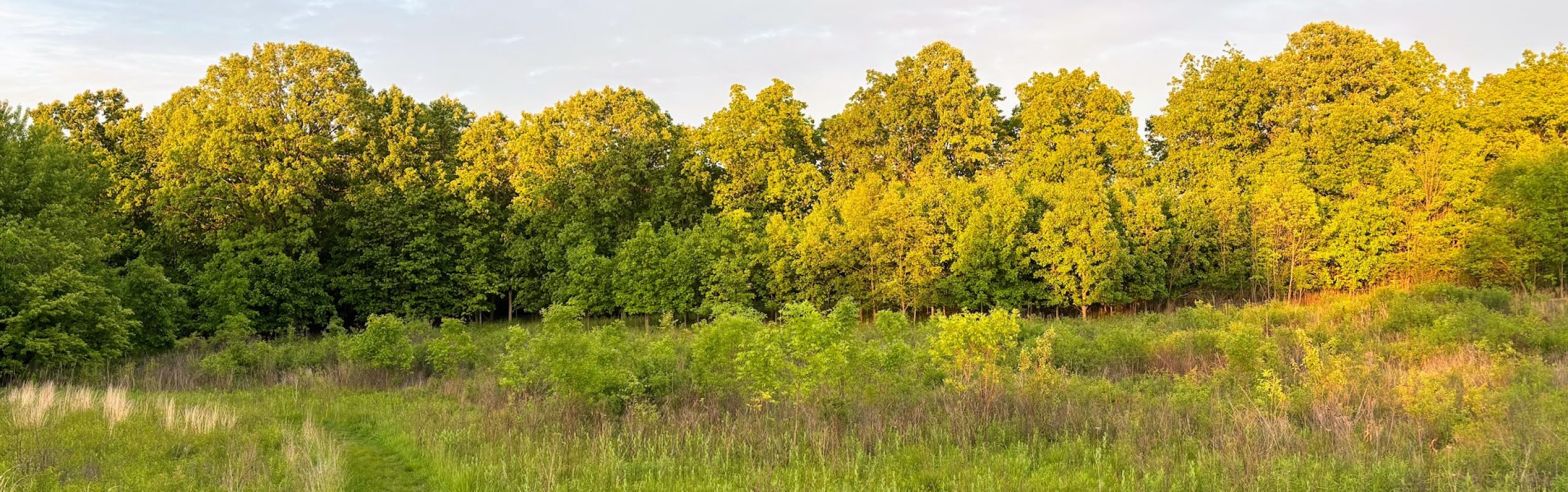 Friends of Greenview and Pioneer Nature Area