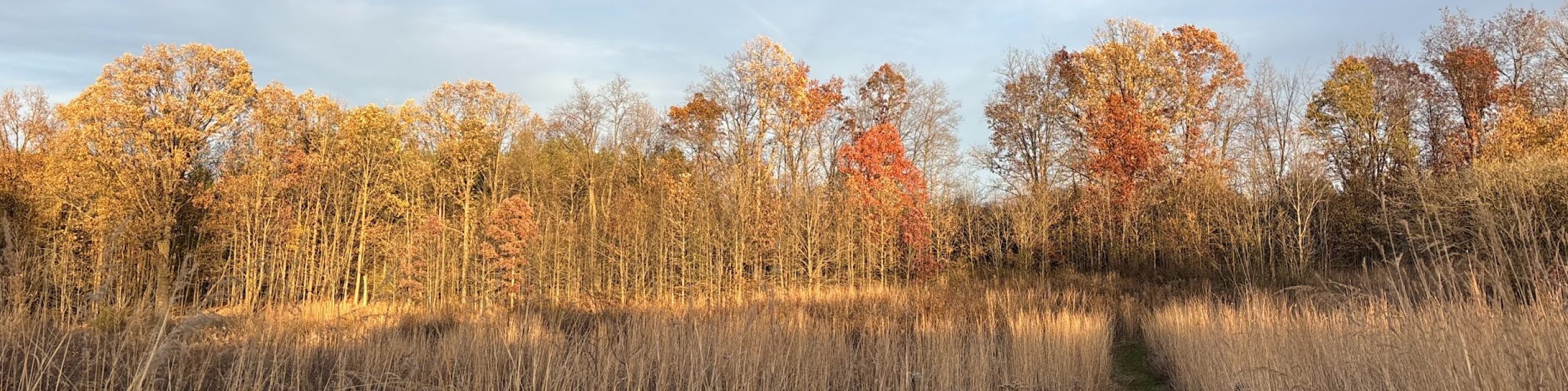 Friends of Greenview and Pioneer Nature Area