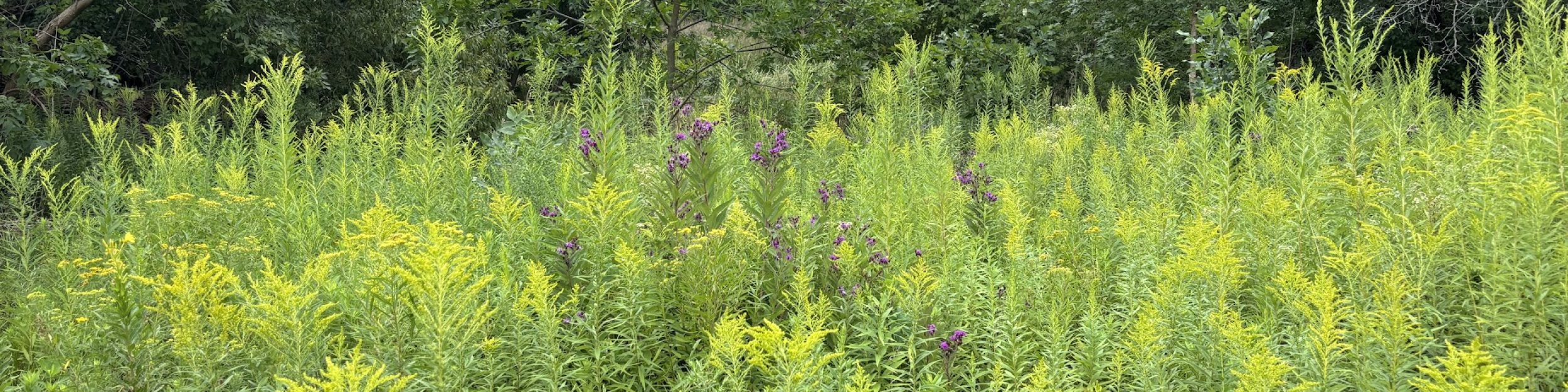 Friends of Greenview and Pioneer Nature Area