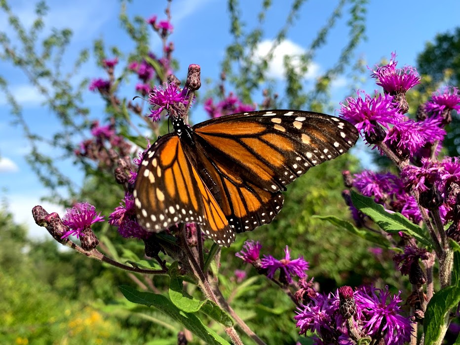 monarch - Friends of Greenview and Pioneer Nature Area